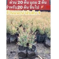 ราคา ต้นสนหอม สนหอม (ส่งฟรีทักแชท) ต้นสนหอมไล่ยุง รอบนี้ 10-15 ซม. (อ่านรายละเอียดข้างล่างก่อนสั่งซื้อ) (6752267646)