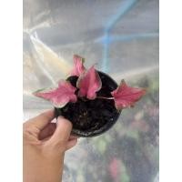 ราคา บอนสีปลาบู่ทองจัดส่งแบบห่อตุ้มดิน (6859173640)