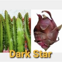 ราคา แก้วมังกร กิ่งแก้วมังกร Dark Star พันธุ์หายาก (3795392845)