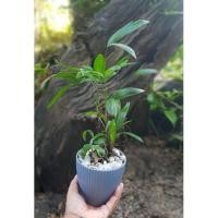 ราคา จั๋งแคระ ไม้มงคล (15832349810)