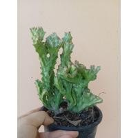 ราคา ต้นหยก มงคล ส่งพร้อมกระถาง (21607506836)