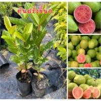 ราคา ต้นฝรั่งขี้นก ชุด4ต้น80บาท พร้อมส่ง พร้อมปลูก (44452319656)