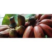 ราคา หน่อกล้วยม่วง กล้วยนาก หน่อละ 129 บาท Red banana กล้วยนาค กล้วยแดง สายพันธุ์ใหม่ โบราณ (43309217333)