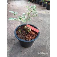 ราคา หมากเล็กหมากน้อยด่าง ทรงบอนไซตอสวยๆ (28261733528)