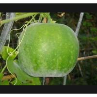 ราคา เมล็ดฟักหอมหรือฟักป้อม หรือฟักอ้ม (4842939283)