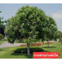 ราคา ต้นตีนเป็ดน้ำ,ตีนเป็ดทะเล แบบชุด2ต้น ขนาด50-60ซม (43463665365)