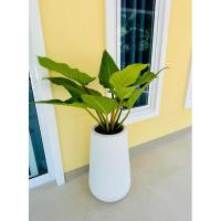 ราคา เศรษฐีรวยทรัพย์ ฟอร์มใหญ่ พร้อมกระถาง (19977814696)