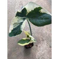 ราคา บอนด่างถุงเงินถุงทองรุ่นมินิน่ารักดูภาพเพิ่มเติมนะคะ (11045549931)