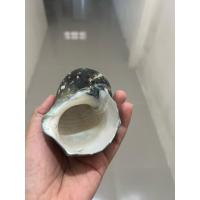 ราคา เปลือกหอย หอยโขงมุกไฟอันดามันแท้ (27368709372)