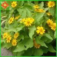 ราคา ต้นกระดุมทองต้น พันธ์ุไม่เลื้อย ต้นกระดุมทอง ใส่ถุงหรือกระถาง 5.5นิ้ว ออกดอกตลอดปี (13092849198)