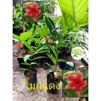 ราคา ต้นโมกแดง หรือ โมกราตรี ให้ดอกไว ดอกสวย โมกแดงช (29303654251)