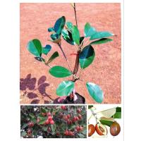 ราคา ต้นละมุดสีดา สรรพคุณเยอะ ผลสุกหอมหวานอร่อย สูง60-80ซ.ม แบบเสียบยอด (22189354796)