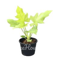 ราคา ฟิโลเดนดรอน ใบมะละกอสีทอง (Philodendron selloum golden) (6491212517)