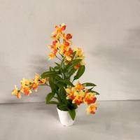 ราคา กล้วยไม้หวาย สีเหลืองส้ม ขนาดกลาง (2701827365)