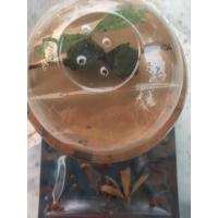 ราคา ต้นพวงคราม ออสเตรเลีย (ต้นอ่อน) (3826408115)