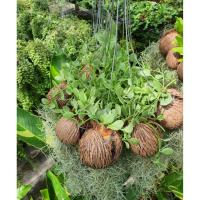 ราคา เดฟเขียวลูกตีนเป็ดเคราฤๅษี ยกชุด 10 ต้น ☘ (6540381214)