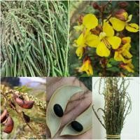 ราคา เมล็ดผักปู่ย่าผักกาดย่าซอง10เมล็ด100บาทปลูกได้10ทานตะวันปลูกไว้กินไว้ขายปลูกครั้ง/งอก ปลูก/งอก เมล็ด/งอก ทานตะวัน (23034484104)