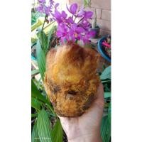 ราคา ว่านลูกไก่ทอง (เฟิร์นลูกไก่)เรียกทรัพย์ ค้าขายดีมากจ้า (4597200328)