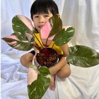 ราคา Philodendron pink princess marble king/pink princess marble king (20177984257)