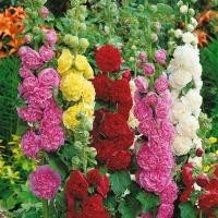 ราคา 30 เมล็ด เมล็ดดอกไม้ ฮอลลี่ฮ็อค ฉัตรทอง Hollyhock Seeds สายพันธุ์ Double Mix (41973786546)