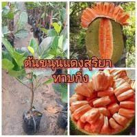 ราคา ต้นขนุนแดงสุริยา(ทาบกิ่ง) (16199948750)