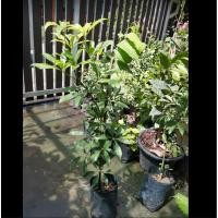 ราคา ขาย ต้นหนุมานประสานกาย 1 ถุงดำ ราคาถูก (2335796862)