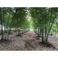 ราคา [เหง้าชําพร้อมปลูก] ไผ่เลี้ยงหวาน 3 ฤดู [จากแม่พันธฺ์เพาะเมล็ด 4 ปี มีอายุเริ่มใหม่จนกว่าจะสิ้นอายุขัย] (44010668373)