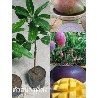 ราคา (รับ3ต้น)(กิ่งตอนชำถุง) #มะม่วงแดง พันธุ์ยูเหวิน แฮปปี้ (17479684995)