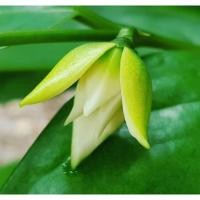 ราคา ต้นจำปูน ไม้ดอกมีกลิ่นหอมหวาน (13858267315)