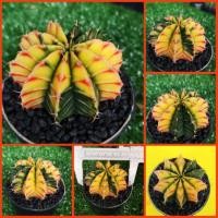 ราคา ยิมโนด่าง LB2178 Hybrid ด่าง ไม้เมล็ดไซส์ใหญ่ (6243133422)