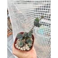 ราคา กุหลาบหิน Echeveria #Sedum ไม้อวบน้ำ Succulent (11988956350)