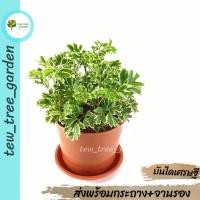 ราคา ต้นเล็บครุฑด่าง ในกระถางสีอิฐ ขนาด 3นิ้ว พร้อมจานรองกระถาง ไม้มงคล วางบนโต๊ะทำงานได้ ไม้ฟอกอากาศ ไม้จิ๋วแคระ (18332105374)