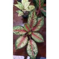 ราคา สิบกะรัต อโกลนีมา 10 กะรัต(Aglaonema 10 Karat) ต้นสิบกะรัต 10 กะรัต อโกลนีมา ไม้มงคล เลือกต้นก่อนซื้อได้ค่า (13359021201)