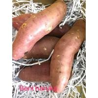 ราคา ไร่นายจันทร์ มันหวานญี่ปุ่นนำเข้าจากประเทศญี่ปุ่นแท้ สายพันะธุ์เบนิฮารุกะ (44418665687)