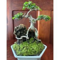 ราคา บอนไซ เพรมน่าจิ๋ว เกาะหิน (25591090096)