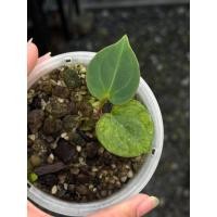 ราคา Anthurium King of Spade HU (KOS) (26577592335)