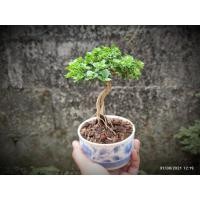 ราคา เพรมน่าไต้หวัน บอนไซเพรมน่า (12601082315)