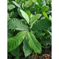 ราคา ดอกพุดเศรษฐีสยาม (2037831081)