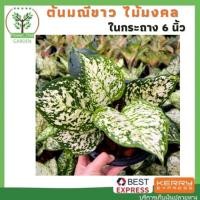 ราคา ต้นมณีขาว หรือต้นอัญมณีขาว ต้นไม้มงคล ในกระถาง 6นิ้ว (4663673407)