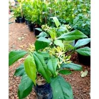 ราคา ต้นบุหงารำไป เข็มเขียวดอกหอมมาก (12717121770)