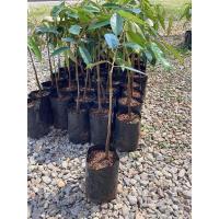 ราคา ต้นทุเรียนหนามดำเสียบยอด ถุงเบอร์7 (28059638942)