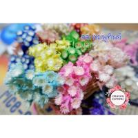 ราคา ดอกชมพูทิพย์ ดอกไม้แห้ง มีเลือกทั้งแบบกระปุกและแบบถุง (6297919918)