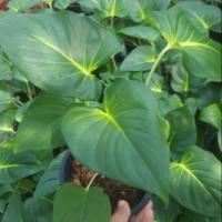 ราคา ต้นเสน่ห์จันทร์ขาว ไม้มงคล (5016420914)