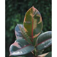 ราคา ต้นยางอินเดียด่าง ไม้ฟอกอากาศ (4000022405)