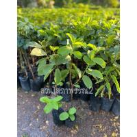 ราคา ต้นฝรั่งกิมจู ( 1 ชุดได้ 2 ต้น )ผลไม้ กิมจู ฝรั่ง แข็งแรงพร้อมปลูก ✅รับประกันสายพันธุ์แท้ % ผลไม้ ต้นไม้ (4564988554)