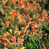 ราคา ว่านมหาลาภ หรือ ว่านหงสาวดี 3หัว 30บาท ว่านมหาลาภ ความเป็นมงคลด้านเมตตามหานิยม ปลูกไว้ย่อมเกิดลาภผลทวีคูณ (29530912452)