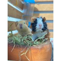 ราคา หญ้าแห้งทิโมธีเกรดพรีเมียม สำหรับสัตว์เลี้ยงฟันแทะ กระต่าย หนูแกสบี้ หนูตะเภา แพรี่ด็อก (25994290676)