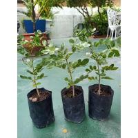 ราคา แก้วเจ้าจอม6ใบเพาะเมล็ด (17962370499)