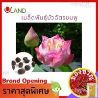 ราคา เมล็ดพันธุ์Uland เมล็ดพันธุ์บัวฉัตรชมพู 10 เมล็ด บัวหลวง เต็มเมล็ด อัตราการงอกสูง เมล็ดพันธุ์บัว บัวฉัตร ดอกบัวฉัตรเมล็ด (19774154508)