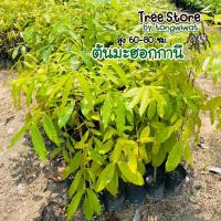 ราคา ต้นมะฮอกกานี ต้นแข็งแรง จัดส่งไว (16365544897)